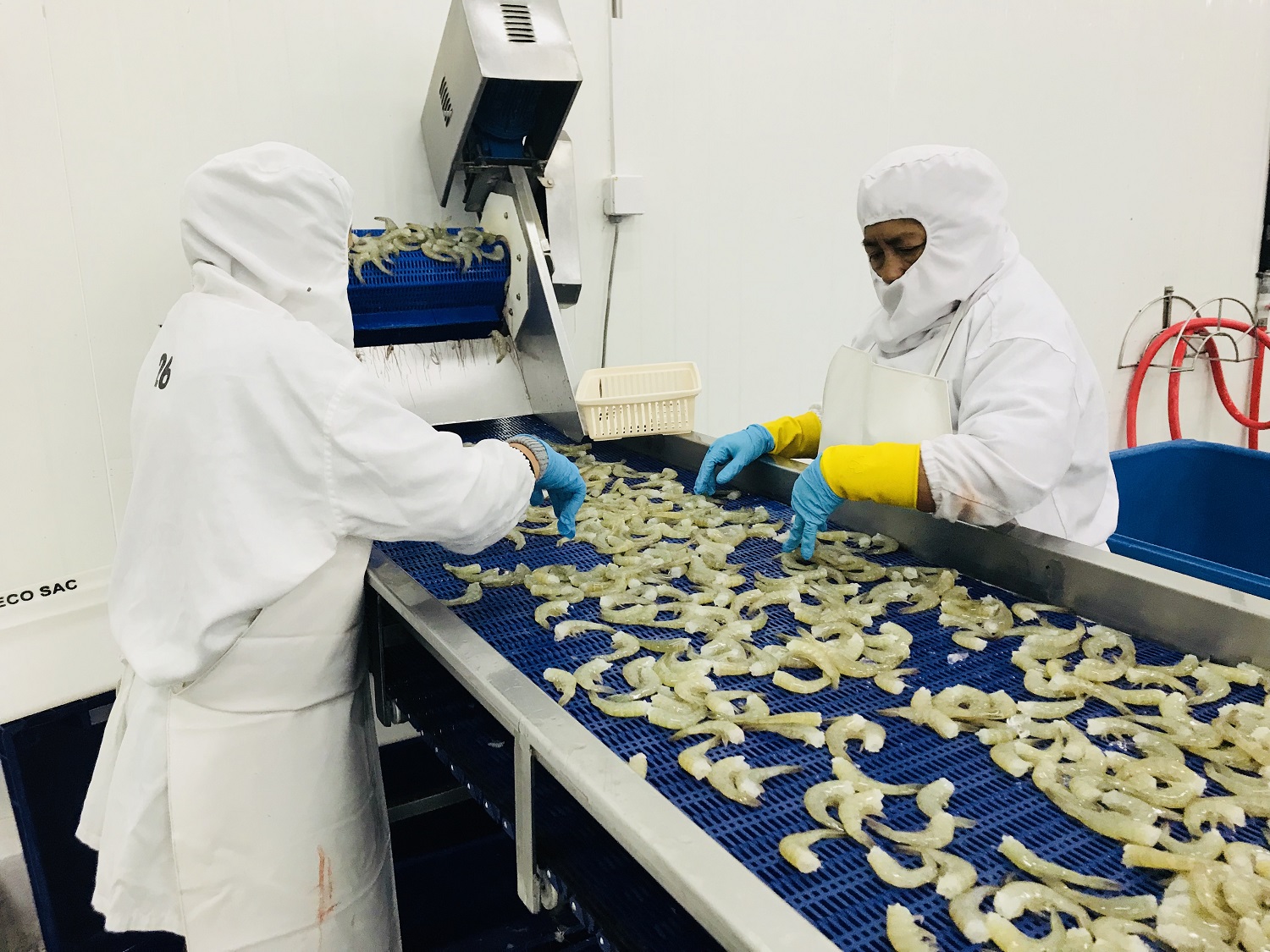 Decreto legislativo N°1431 permitirá mayor inversión en regiones que desarrollan la acuicultura