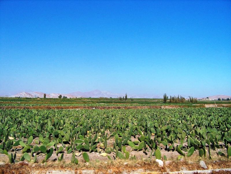 Cadena de la cochinilla en Arequipa debilitada por ola de inseguridad