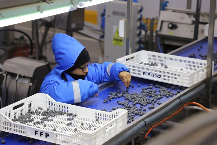 En el 2025 se incrementó en 2.6% número de empresas exportadoras  