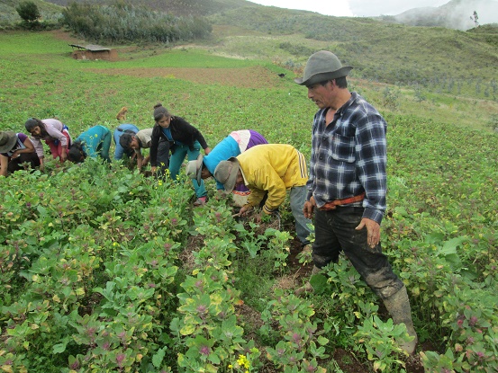 Agricultores de La Libertad quedaron sin seguro agrícola catastrófico