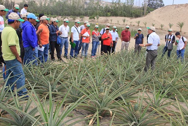 Capacitarán a agricultores en cultivo de piña golden MD2