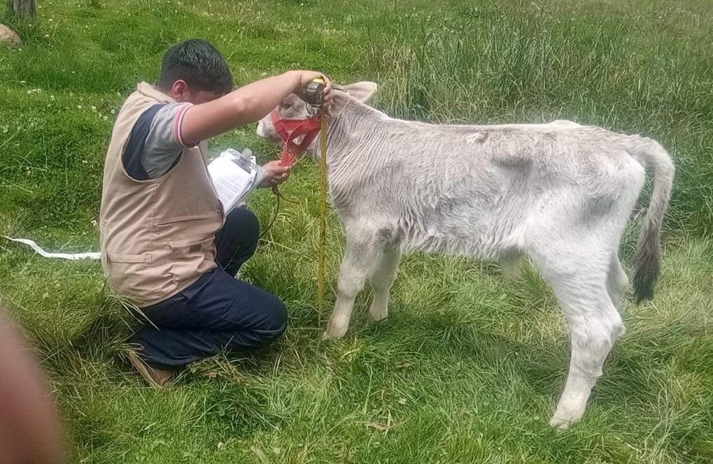 Gobierno inaugura primer Congreso Internacional de Carne Bovina