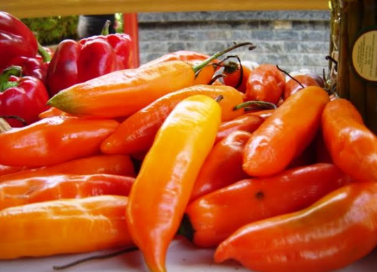 La Libertad tiene las condiciones para industrializar y exportar ajíes y pimientos