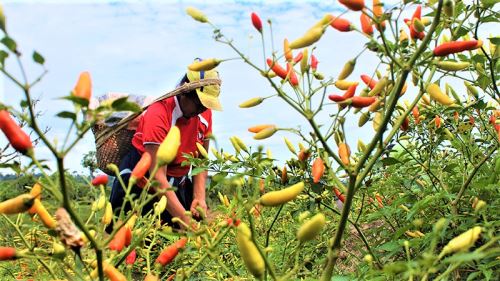 Inician investigación del arándano, maracuyá, palta y ají con fines de exportación