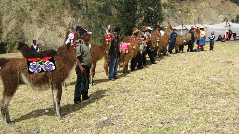 La Libertad: conforman comisión de registro genealógico de alpacas y llamas