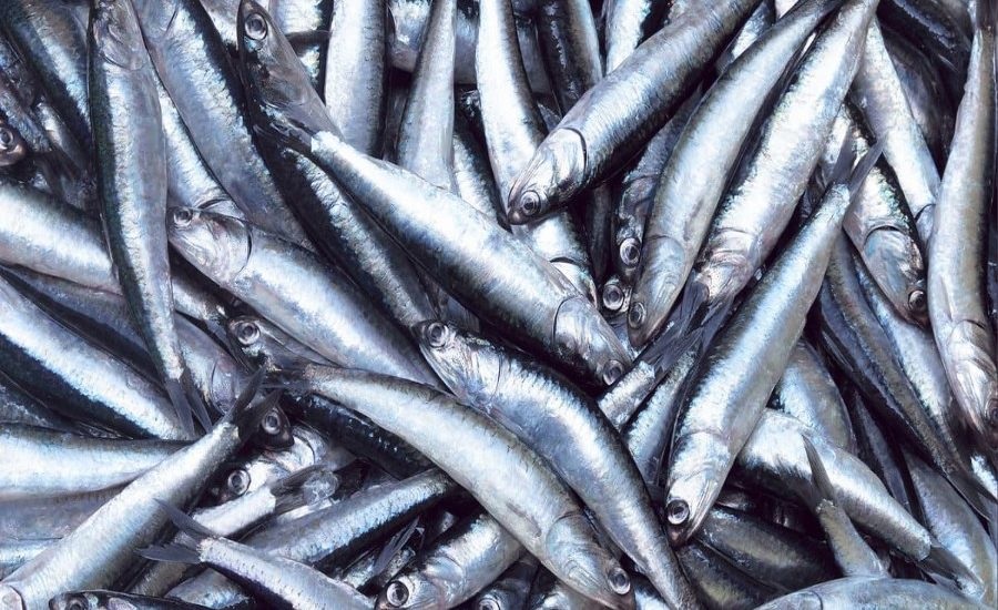 Adecuados manejo y estrategias del sector aseguran renovación de la biomasa de anchoveta y otras especies