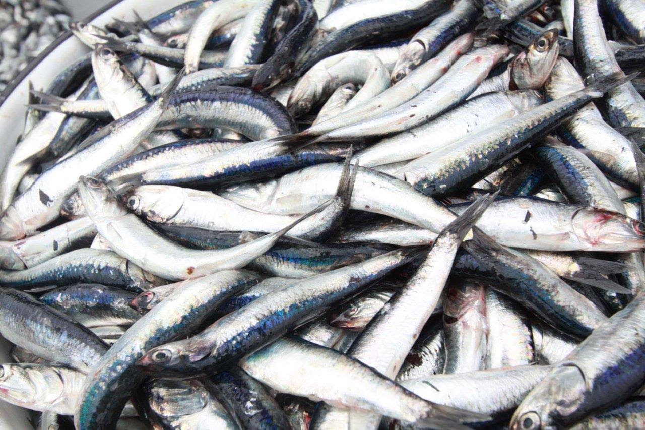 Sector pesquero vuelve a generar crecimiento de la economía peruana