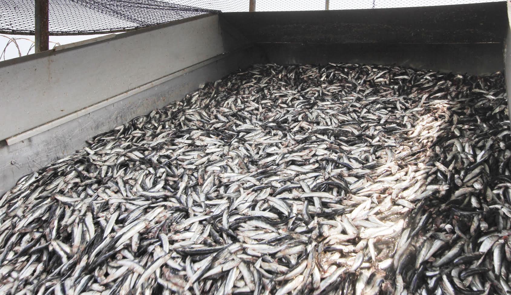 PRODUCE busca poner fin a descarte de especies juveniles de anchoveta