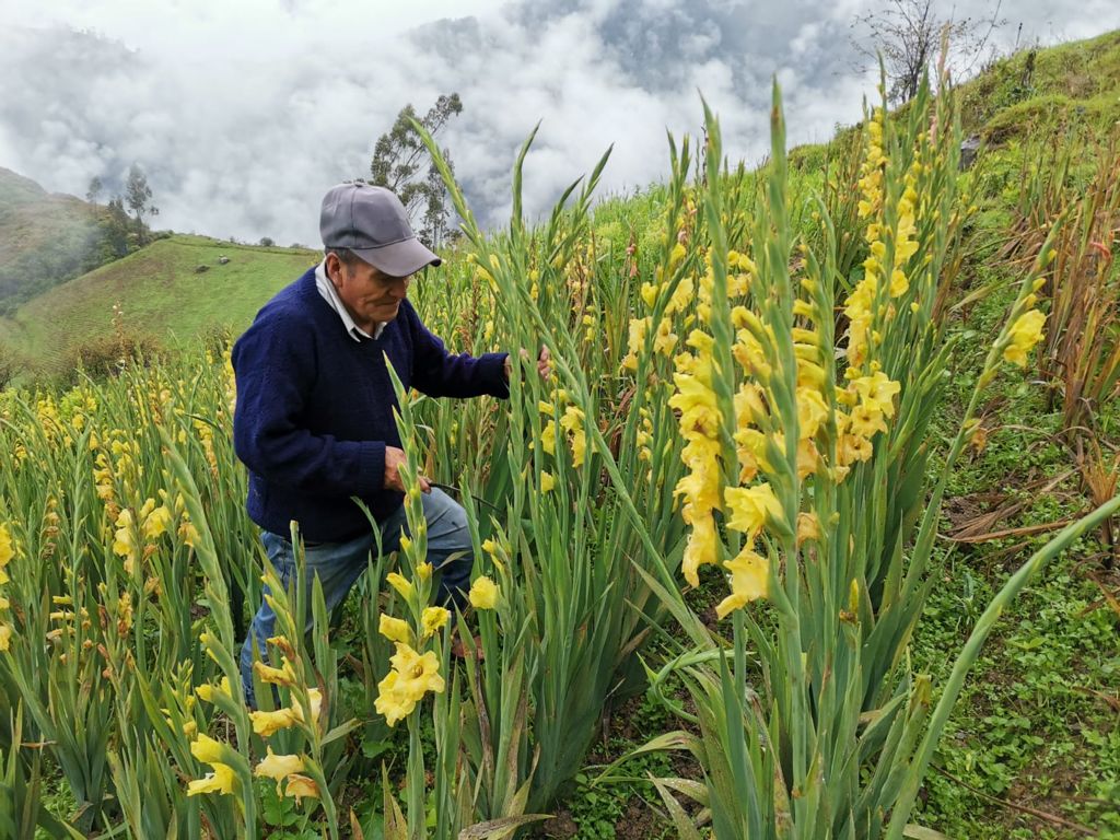 Usuarios de Pensión 65 siembran con éxito gladiolos en la sierra liberteña
