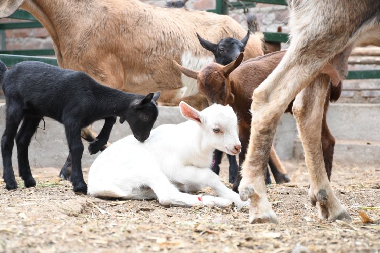 Logran nacimiento de crías de cabras puras con buena producción láctea en Huaral