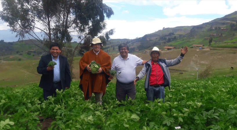 Julcán: aseguran compra de papa hasta que su precio se normalice