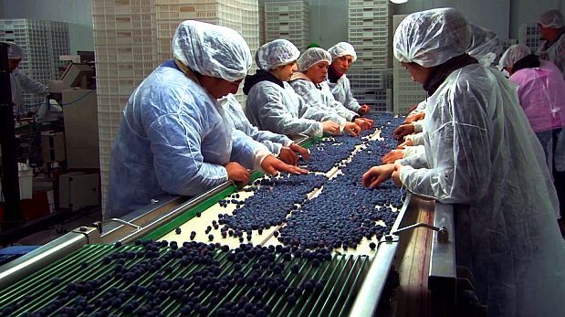 Producción, Cite Chavimochic y agroexportadoras  impulsan norma técnica para el arándano