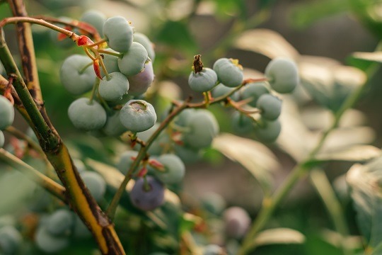 Principales productos de exportación liberteños registraron una baja en el primer bimestre del 2022