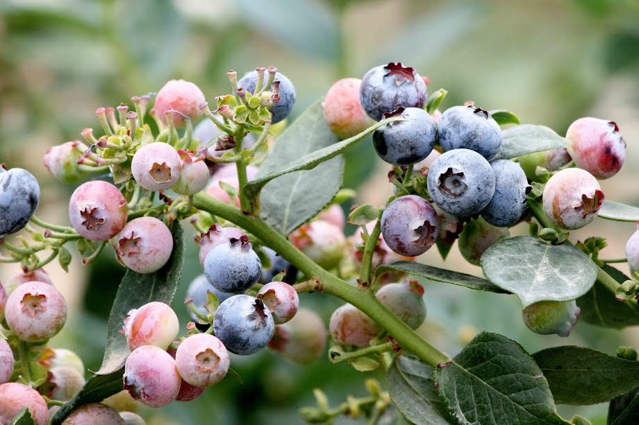 Exportaciones a China con valor agregado crecerían 30% en el 2017