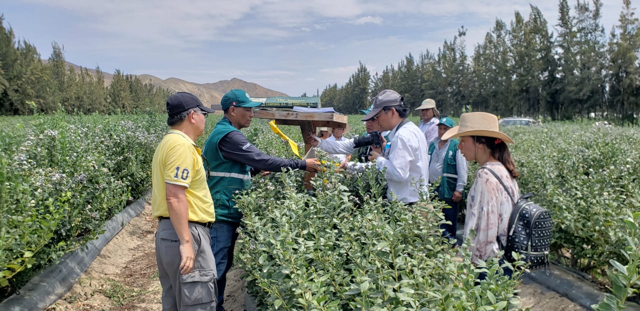 Perú, próximo a exportar arándanos a Taiwán