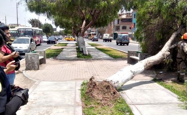 Árbol cayó sobre vereda de la avenida América Sur