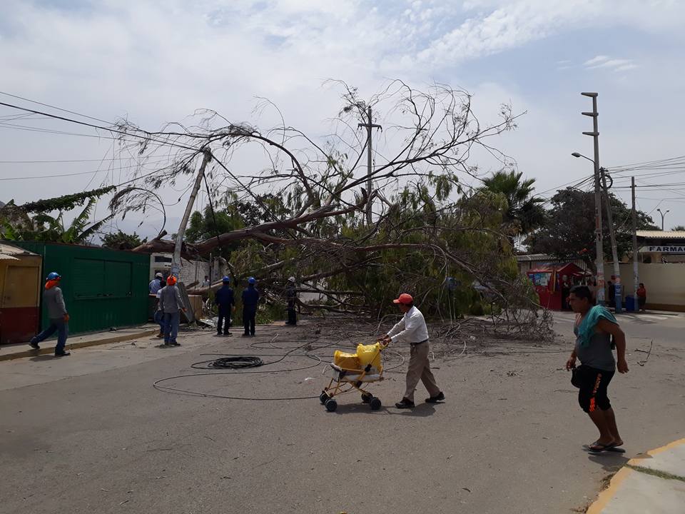 Chepén: se quedan sin luz luego que árbol caiga sobre cables de media tensión