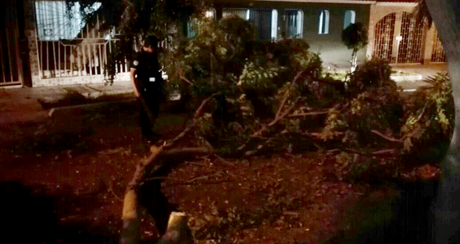 Conductor de camión derribó árbol en urbanización Palermo y se fuga