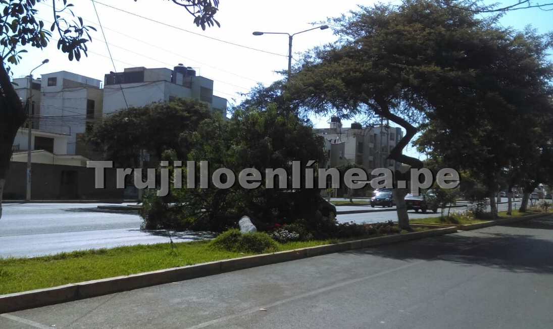 Ronda la tragedia en av. Mansiche por caída de un árbol