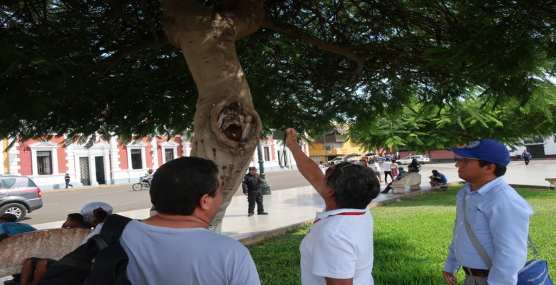 Trujillo: reemplazarán árboles de la Plaza de Armas y avenida Mansiche