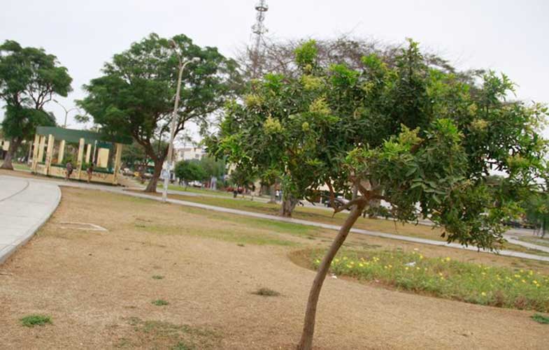 Parques de Trujillo no se riegan por deuda de S/. 13 millones con Sedalib