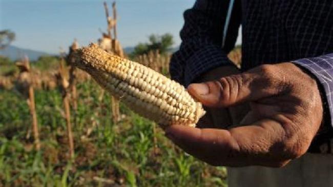 Entre el Jardín del Edén y Mad Max