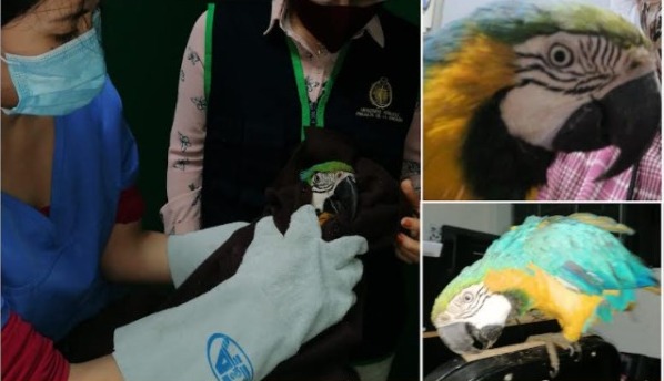 Rescatan a ave silvestre que mantenían en cautiverio en Gran Chimú