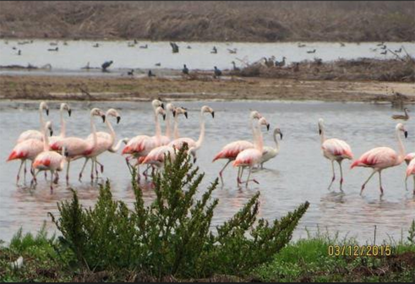 Región La Libertad participará en concurso mundial de avistamiento de aves “Global Big Day”