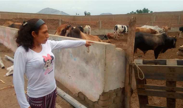 Sujetos fingen ser policías y roban ocho toros a familia en Moche