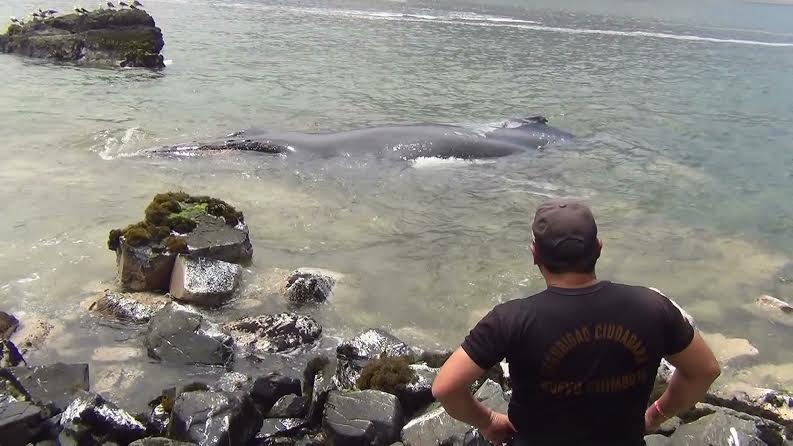 Ballena de 10 metros agonizó durante un día tras quedar varada en playa chimbotana