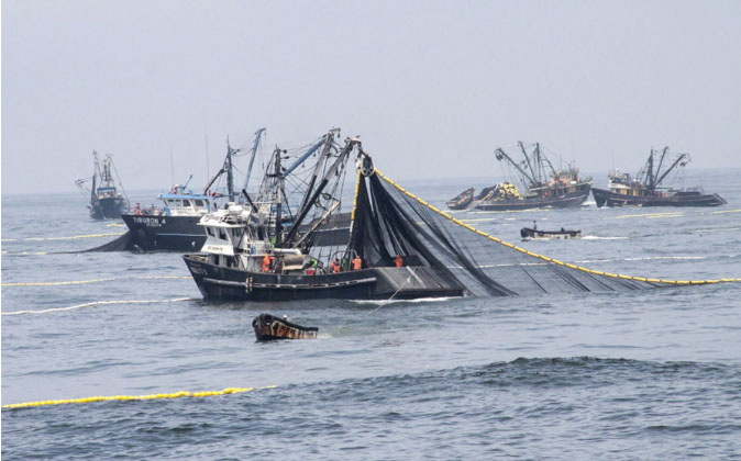 BCR revisará al alza proyección de expansión de la pesca para 2016