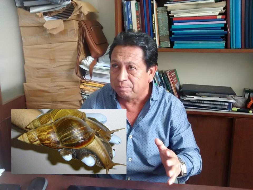 Trujillo: Biólogo pide sustento científico que considere peligrosos a caracoles africanos