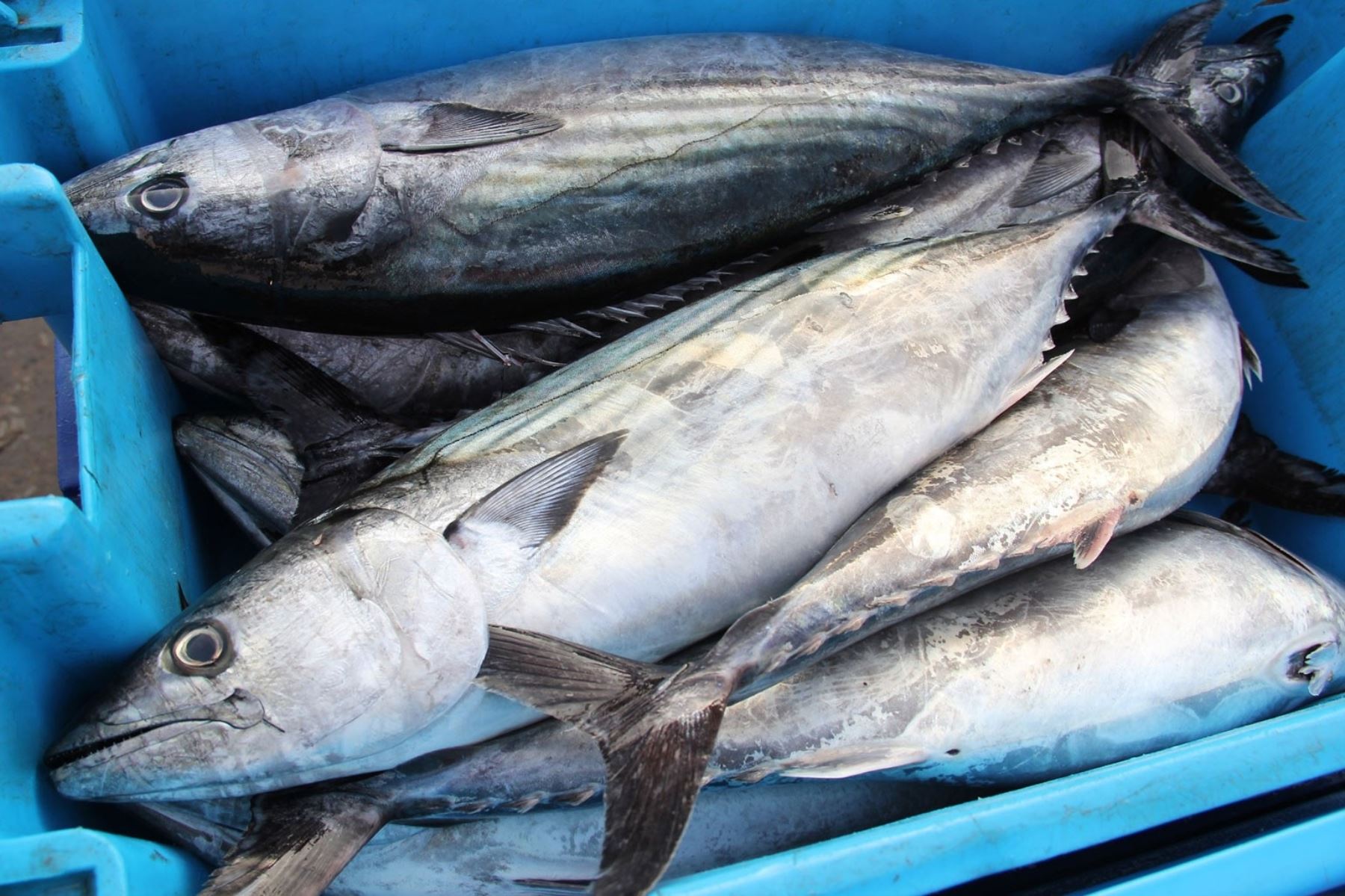 Produce establece medidas temporales para pesca artesanal del bonito