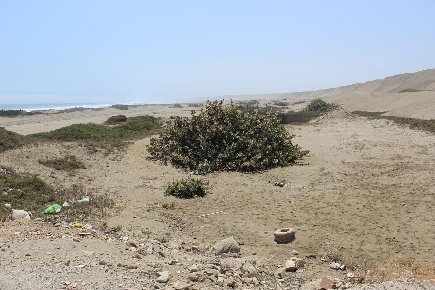 Huanchaco: alcalde anuncia que totorales serán puestos en valor