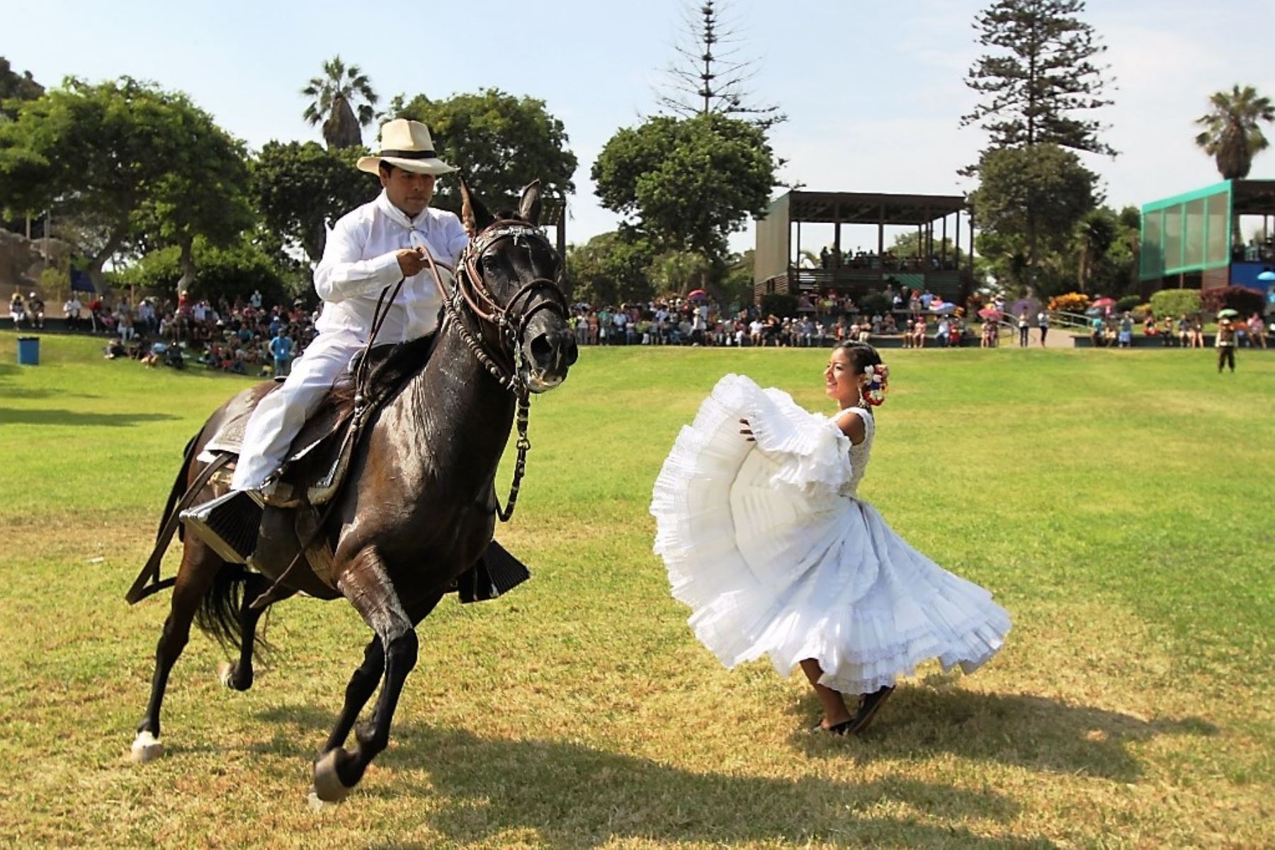 Trujillo celebra Concurso de Caballos Peruanos de Paso dentro del 59° Concurso Nacional de Marinera