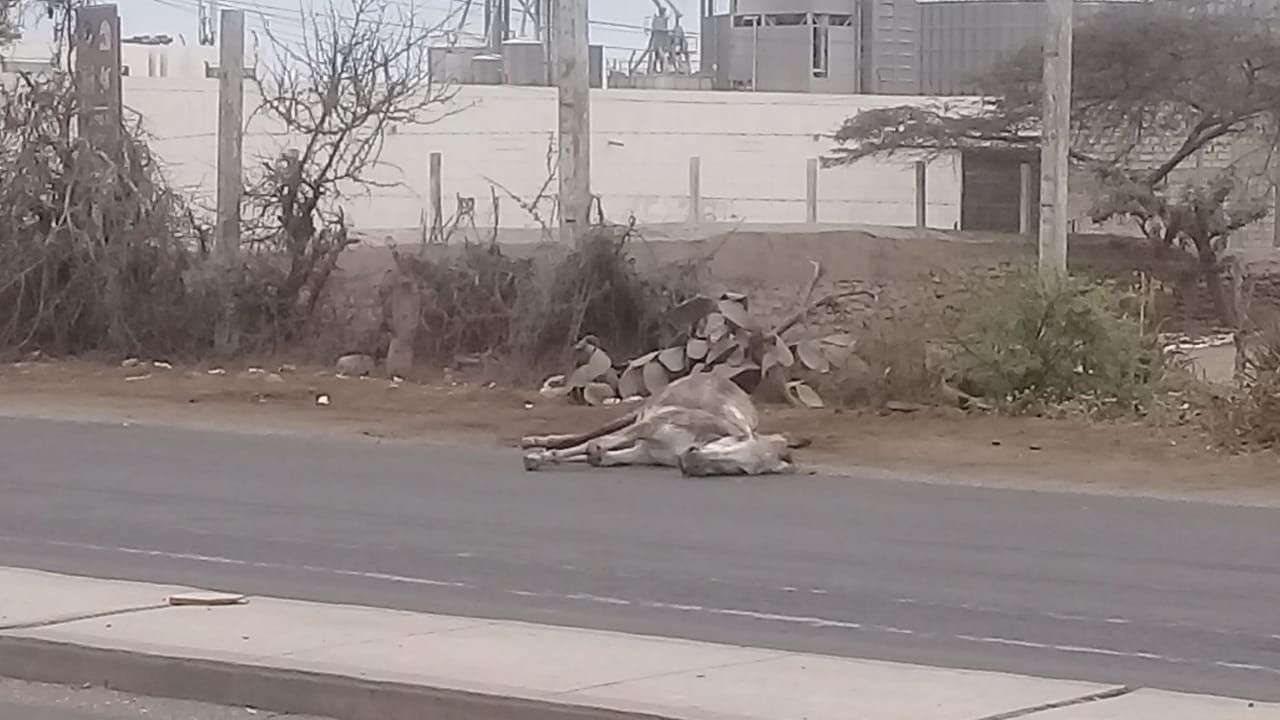 Sujeto sobrepasa límites de velocidad y atropella a un caballo camino a Huanchaco