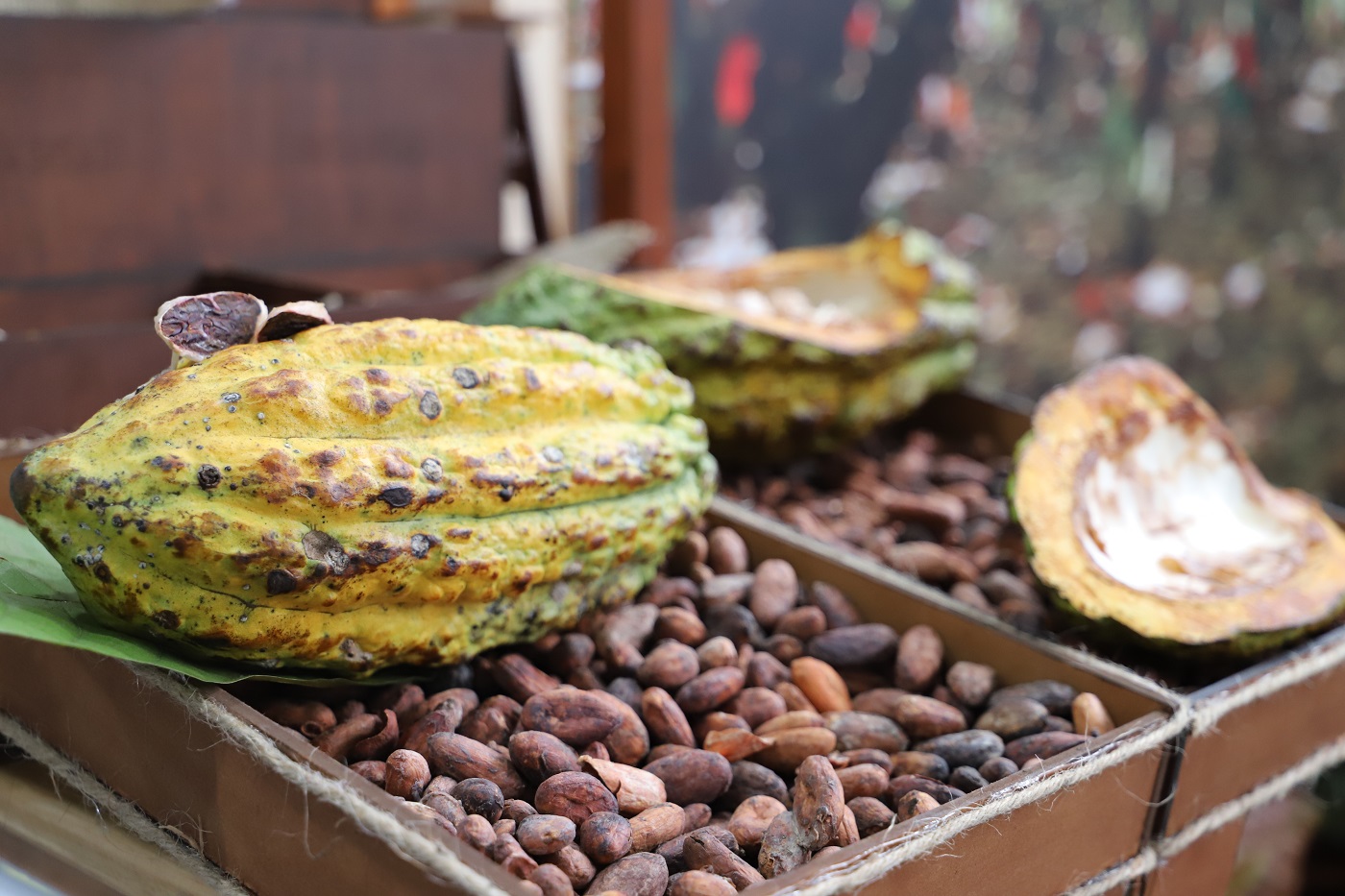 Perú debería exportar cacao a más mercados asiáticos