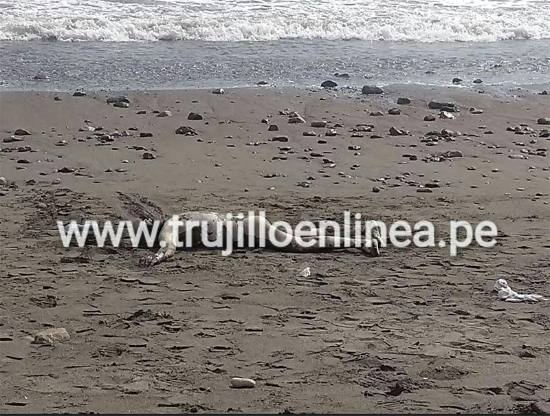 Huanchaco: encuentran cadáver de hombre varado en playa El Silencio