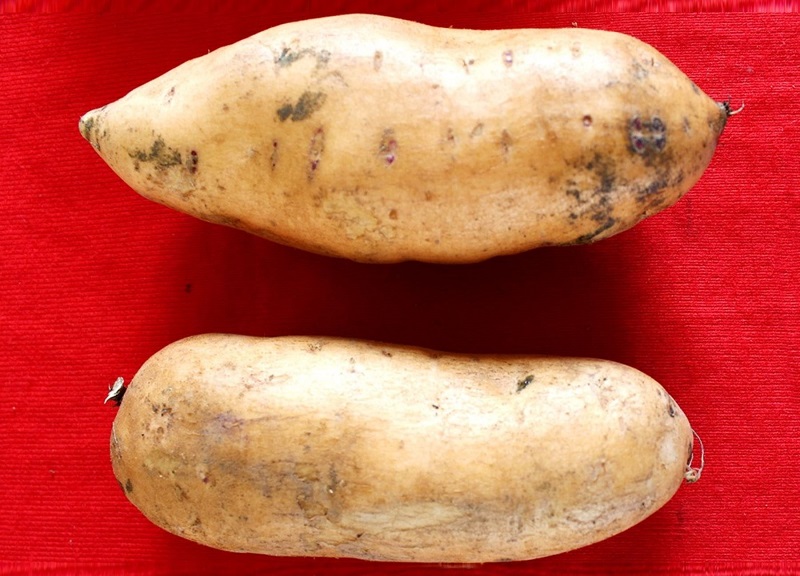 La Bondadosa es la nueva variedad de camote de alta calidad genética del INIA