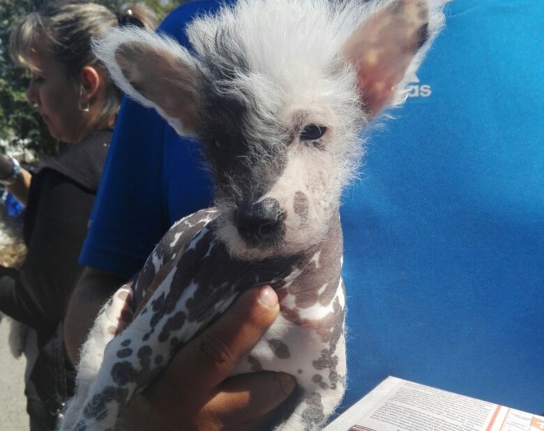 Trujillo: Vacunan a 150 mascotas en campaña Colita Feliz