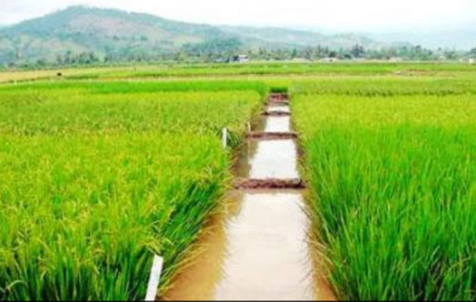 Declaran al distrito de Guadalupe como “Capital del Arroz”