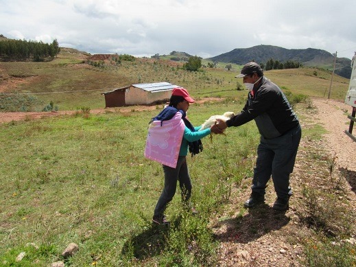 Cáritas lleva 13,000 pollos a Otuzco, Santiago de Chuco, Virú y Ascope