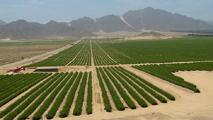 ProInversión subastará 17 mil hectáreas de tierras de Chavimochic 