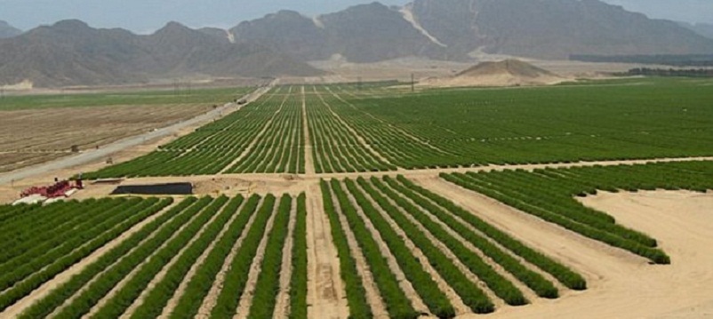 Exportaciones agrarias sumaron US$ 801 millones en primer bimestre del 2015