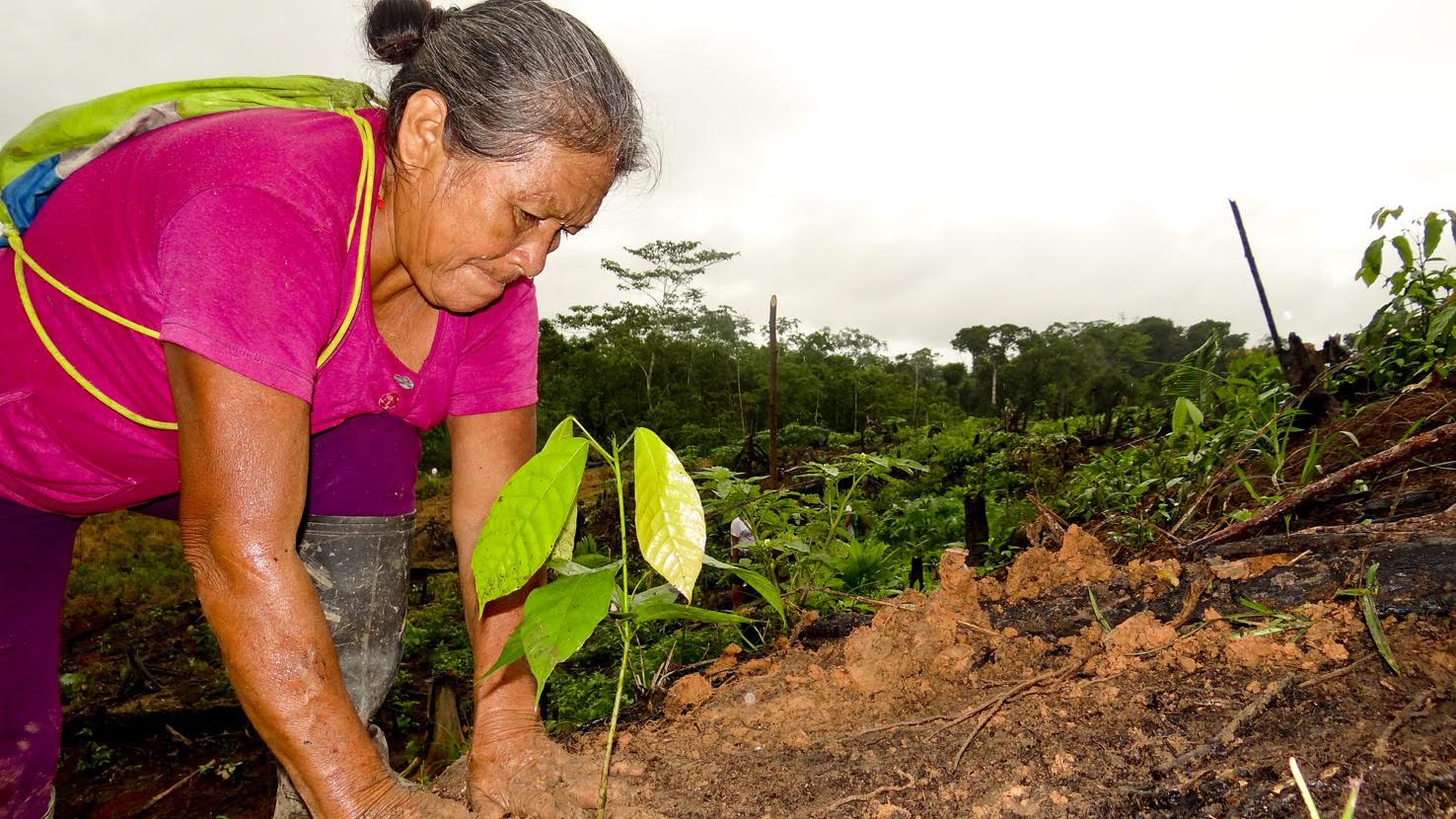 Devida destinó más de 340 millones de soles para la lucha antidrogas