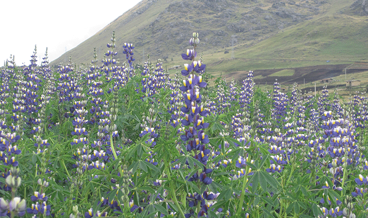 La Libertad: Agricultura da recomendaciones para controlar "gusano de tierra"