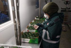 Control de mosca de la fruta beneficia a productores de la agricultura familiar en crecimiento