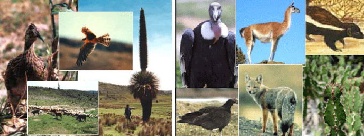 Escolares participarán en concurso sobre la conservación de camélidos y especies silvestres