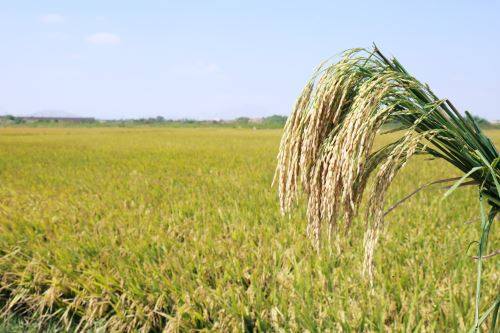 Costa norte del Perú producirá variedad de arroz de alta calidad genética y resistente a plagas