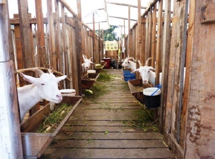 Gerencia de Agricultura realiza proyecto productivo de crianza de cabras lecheras